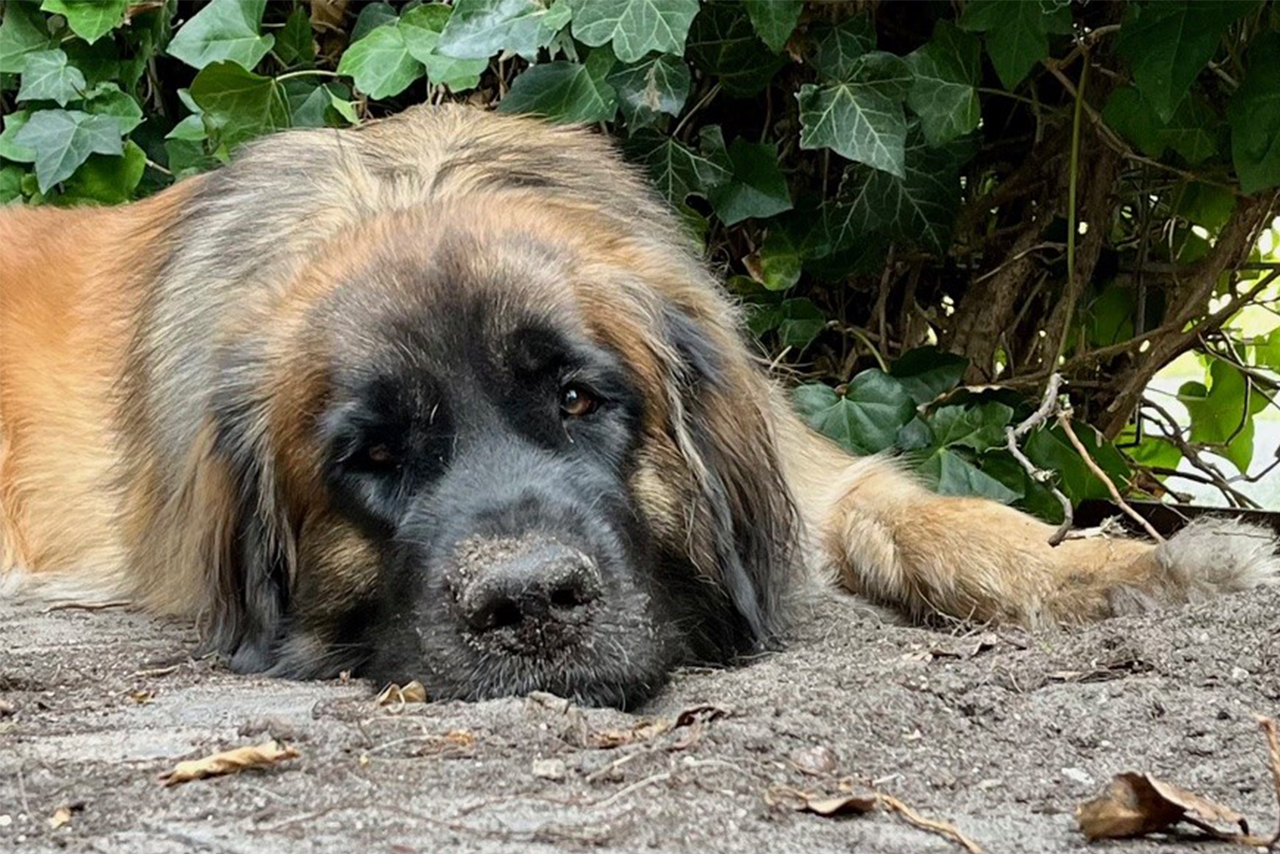 rezet-hond
